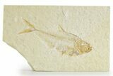 Detailed Fossil Fish (Diplomystus) - Wyoming #363807-1